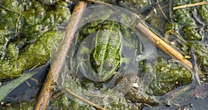 Cute frog sitting on a dirty algae, which reflects on the meaning of life.